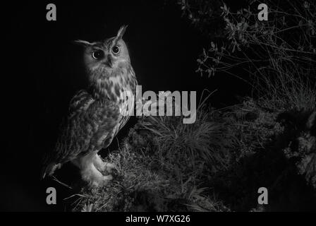 Grand owl (Bubo bubo) perché avec les proies d'offrir à la femelle. Prises de nuit avec télécommande infrarouge caméra piège, Hautes-Pyrénées, France, mars. Banque D'Images