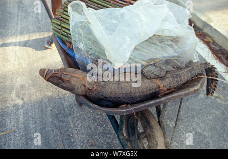 Jeune nain (Osteolaemus tetraspis crocodile) dans la brouette pour être vendus au marché, Oyo, centrale République du Congo (Congo-Brazzaville). L'année 2008-2009. Banque D'Images