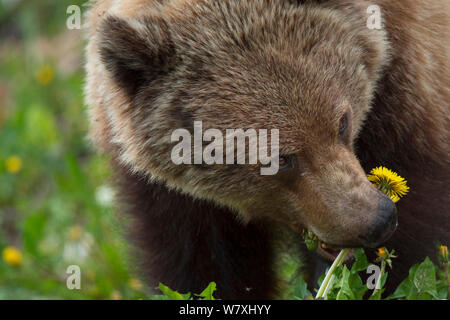 Jeune femelle grizzli (Ursus arctos horribilis) se nourrissant de pissenlits, Banff National Park, Alberta, Canada, Amérique du Nord Banque D'Images
