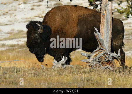 Le bison d'Amérique (Bison bison) frotter contre l'arbre, le Parc National de Yellowstone, Wyoming, USA Banque D'Images