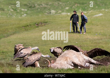 Les randonneurs l'observation de vautours fauves (Gyps fulvus) se nourrissant de vache morte. Parc National des Pyrénées, France, juillet 2014. Banque D'Images