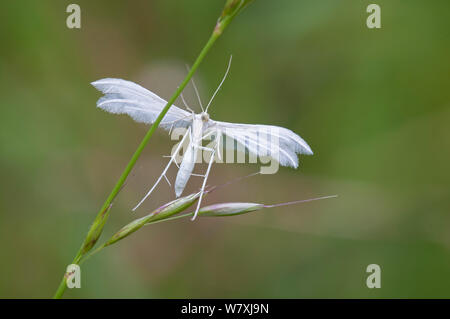 Plumet blanc Pterophorus pentadactyla (papillon) Fortengordel Antwerpen, Antwerpen, Belgique, juin.