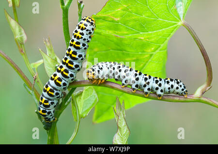 Mullein moth (Cucullia verbasci) chenilles, Fortengordel Antwerpen, Antwerpen, Belgique, juin. Banque D'Images
