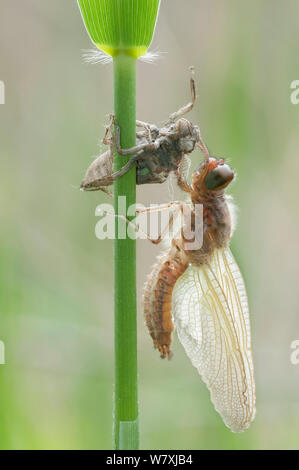 Les rares Libellula fulva (chasseur) avec remise de l'exosquelette, Anvers, Belgique, avril. Banque D'Images