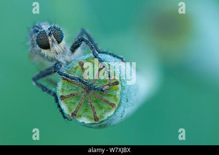 Eutolmus rufibarbis (voleur) sur le pavot (Papaver sp) tête de semences, Klein Schietveld, Brasschaat, Belgique, juin. Banque D'Images