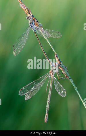 Emerald (Lestes sponsa) demoiselle paire, Klein Schietveld, Brasschaat, Belgique, août. Banque D'Images