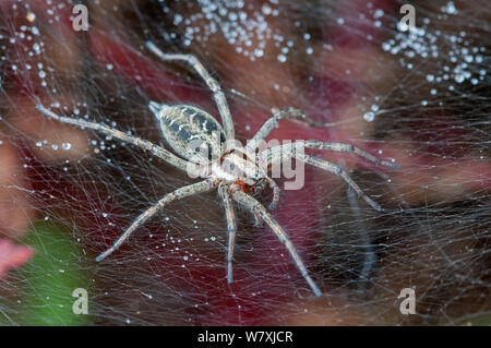 Funnel-web (araignée Agelena labyrinthica) Brasschaat, Belgique, juillet. Banque D'Images