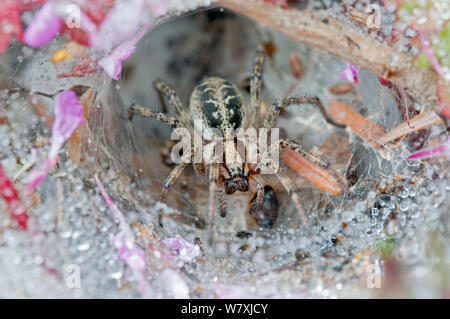 Funnel-web (araignée Agelena labyrinthica) dans web, Brasschaat, Belgique, juillet. Banque D'Images