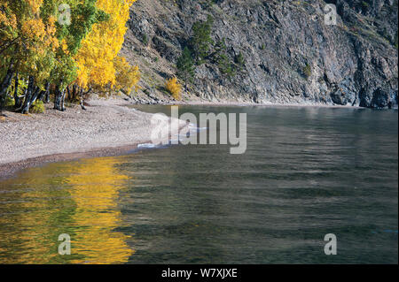 Arbres sur le Lac Baikal en automne. Parc National Pribaikalsky, Sibérie, Russie, septembre 2013. Banque D'Images