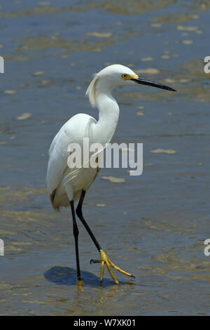 Aigrette neigeuse (Egretta thula) portrait, Trinité-et-Tobago. Banque D'Images