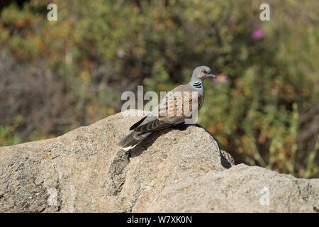 Turtle dove (Streptopelia turtur) sur rock, Lesbos, Grèce, en mai. Banque D'Images