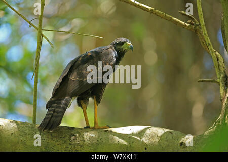 Great Black Hawk (Buteogallus urubitinga) perché, Trinité-et-Tobago. Banque D'Images