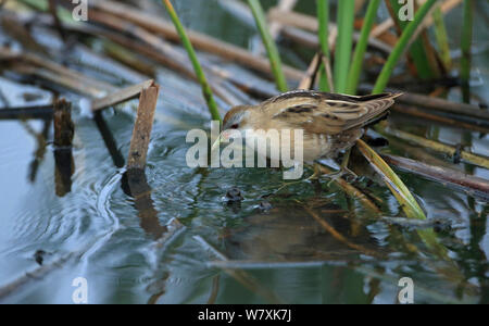 Little crake (Porzana parva) Lesbos, Grèce, avril. Banque D'Images