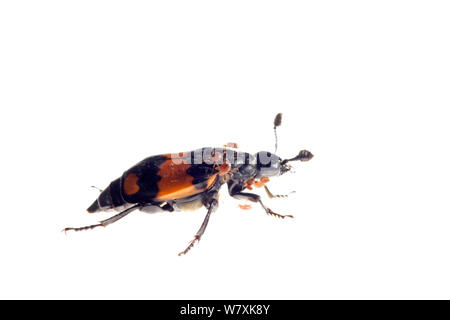 Nécrophore (Nicrophorus investigator) De nature Moeren Reseve, Zundert, Pays-Bas, mai. meetyourneighbors.net project Banque D'Images