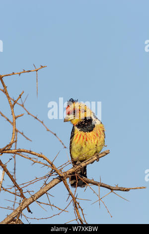 Crested/Levaillant&# 39;s (Trachyphonus vaillantii Barbet) perché sur branche. Le Botswana. Juillet. Banque D'Images