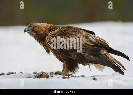 L'Aigle royal (Aquila chrysaetos) Comité permanent sur la neige, qui se nourrit d'une poule tétras (Tetrao tetrix). Kuusamo, Finlande, mars. Banque D'Images