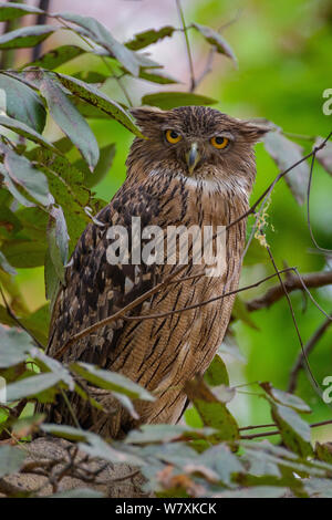 Brown (Hibou) zeylonensis Blakistoni perché dans l'arbre. Bandhavgarh National Park, Inde. Mars. Banque D'Images