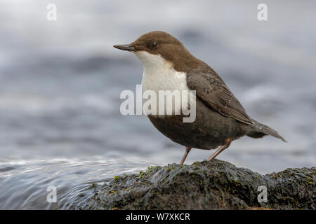 White-throated Dipper (Cinclus cinclus) perché sur mid-stream rock. Rivière Hobol, sud de la Norvège. Février. Banque D'Images