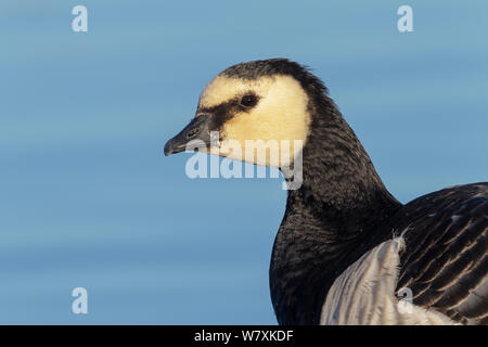 Bernache nonnette (Branta leucopsis) portrait en gros. Le sud de la Norvège. Octobre. Banque D'Images