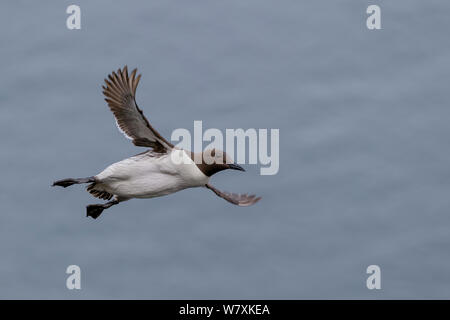 Common guillemot (Uria aalge) en vol. Îles Shetland, Écosse, Royaume-Uni. Juillet. Banque D'Images