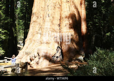 Le général Sherman . Arbre Séquoia géant. C'EST LE PLUS GRAND ARBRE SUR TERRE , PHOTO PRISE LE 27 SEPTEMBRE 2019 DANS LE PARC NATIONAL SEQUOIA 9OOO PIEDS AU-DESSUS DU NIVEAU DE LA MER. Par VOLUME C'EST LE PLUS GRAND CONNU VIVANT arbre simple de tige. Le Séquoia géant. Plus grand arbre DANS LE MONDE. 102 31,3 pieds [ m ] CIRCONFÉRENCE AU SOL. 36 PIEDS [ 11,1 M ] DIAMÈTRE À LA BASE. Scientifique. Nom de l'espèce Abies Koreana. Banque D'Images