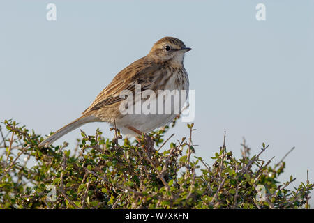 La NOUVELLE ZELANDE Sprague (Anthus novaeseelandiae) perché sur l'arbuste. Kapiti Island, île du Nord, en Nouvelle-Zélande. Juillet. Banque D'Images