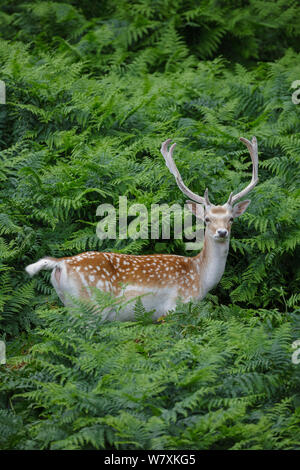 Le daim (Dama dama) stag debout dans les fougères, les bois de velours. Les espèces introduites. L'Île du Nord, en Nouvelle-Zélande. Banque D'Images
