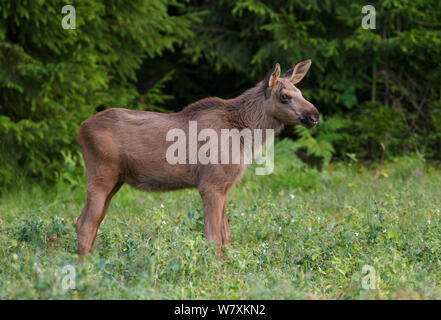 Veau de l'orignal (Alces alces) alimentation dans des champs de pois/récolte au bord de la forêt de conifères, en fin de soirée. Le sud de la Norvège. En août. Banque D'Images