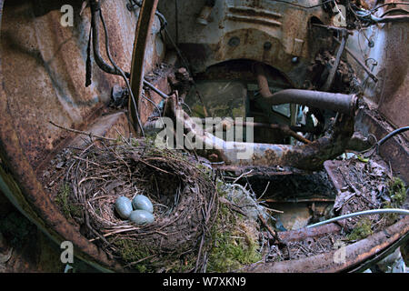 Blackbird (Turdus merula) nid avec des oeufs dans la vieille voiture de location 'cimetière', Ostergotland, Suède, Juin. Banque D'Images