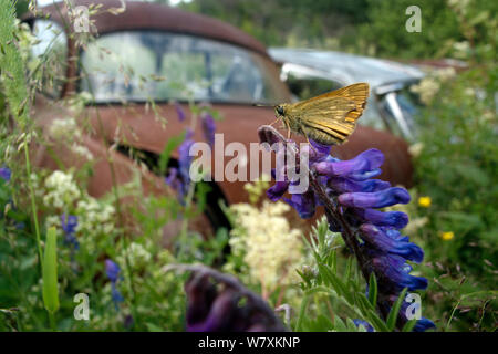 Skipper butterfly (Hesperiidae) en face de vieille voiture rouille en voiture Bastnas cimetière, Suède, Juin. Banque D'Images