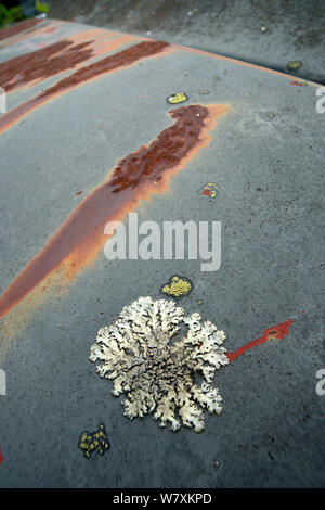 La croissance des lichens sur la rouille du capot de voiture, voiture Bastnas cimetière, Ostergotland, Suède, Juin. Banque D'Images