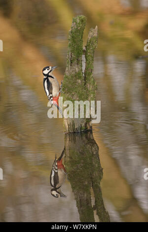 Grand-spotted woodpecker (Dendrocopos major) perché sur se connecter dans l'eau. Le Warwickshire, Royaume-Uni, février. Banque D'Images