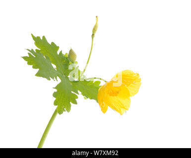 Celandine Poppy (Stylophorum diphyllum) fleur, sud des Appalaches, en Caroline du Sud, États-Unis, mars. Projet d'Meetyourneighbors.net Banque D'Images