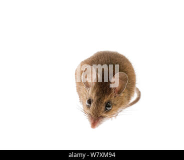 Souris à pattes blanches (Peromyscus leucopus) dans le sud des Appalaches, en Caroline du Sud, États-Unis, février. Projet d'Meetyourneighbors.net Banque D'Images