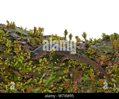 Salamandre (Desmognathus quadramaculatus Blackbelly) sud des Appalaches, en Caroline du Sud, États-Unis, mars. Projet d'Meetyourneighbors.net Banque D'Images