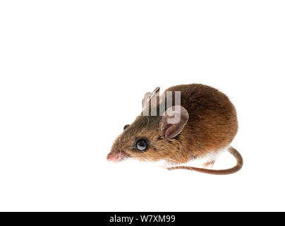 Souris à pattes blanches (Peromyscus leucopus) dans le sud des Appalaches, en Caroline du Sud, États-Unis, février. Projet d'Meetyourneighbors.net Banque D'Images