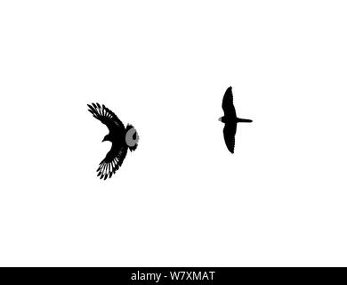 Crécerelle (Falco tinnunculus) et corneille (Corvus corone) dans la bataille aérienne. Hampstead Heath, Londres, Royaume-Uni, septembre. Banque D'Images