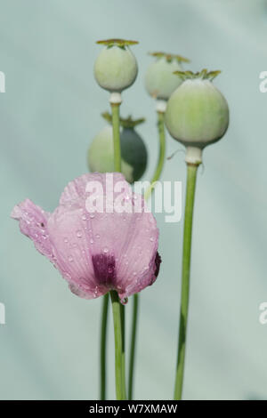 Un petit groupe de pavot à opium (Papaver somniferum) Têtes de graine avec une seule fleur Banque D'Images