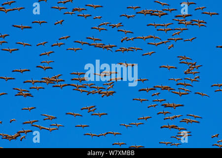 Grue demoiselle (Anthropoides virgo), immense troupeau planeur contre le ciel bleu, de l'Inde. Banque D'Images