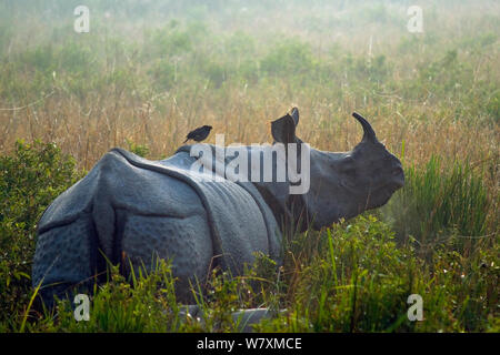 Le rhinocéros indien (Rhinoceros unicornis) avec Jungle myna (Acridotheres fuscus) à cheval sur son dos, le parc national de Kaziranga, Inde. Banque D'Images