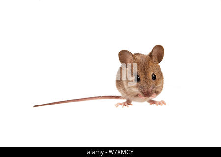 Souris en bois (Apodemus sylvaticus) Worcestershire, Royaume-Uni, janvier. meetyourneighbors.net project Banque D'Images