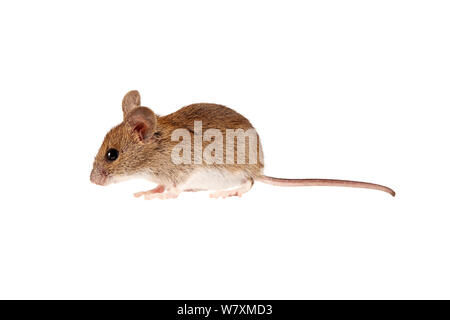 Souris en bois (Apodemus sylvaticus) Worcestershire, Royaume-Uni, janvier. meetyourneighbors.net project Banque D'Images