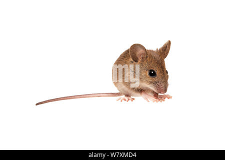 Souris en bois (Apodemus sylvaticus) Worcestershire, Royaume-Uni, janvier. meetyourneighbors.net project Banque D'Images