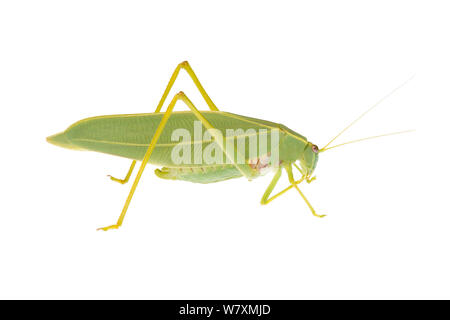 Les non-prédatrice Gum Leaf Katydid (Torbia viridissima) Mine d'or, plutoniques Meekatharra Shire, Gascoyne Bioregion, ouest de l'Australie. Projet d'Meetyourneighbtous.net Banque D'Images