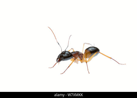 Sucre bagués (fourmi Camponotus consobrinus) Halls Gap, dans le Nord de Grampians Shire, Victoria, Australie. Projet d'Meetyourneighbtous.net Banque D'Images