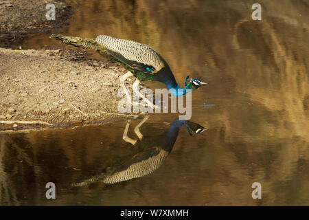 Paons Indiens de sexe masculin (Pavo cristatus) boire, le parc national de Ranthambore, en Inde. Banque D'Images