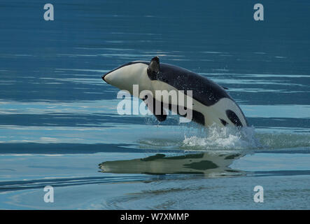 Épaulard (Orcinus orca) dans l'échouage avec réflexion visible sur l'eau. Misty Fjords National Monument, Alaska, USA, août. Banque D'Images