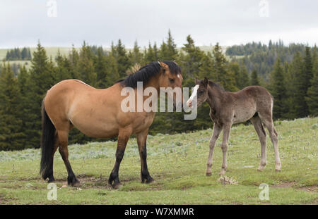 Cheval sauvage (Equus ferus) poulain de toucher le nez avec l'étalon. Pryor Mountains, Montana, USA, juin. Banque D'Images