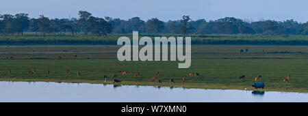 Vue panoramique de pâturage des animaux sur le parc national de Kaziranga en plaine, rhinocéros indien (Rhinoceros unicornis), Asiatique (Bubalus arnee buffle sauvage), de marais ou de cerf (Cervus duvauceli Barasingha) et de porcs (cerf), l'Inde axe porcinus décembre 2006. Banque D'Images