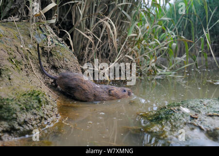 Le campagnol d'eau élevés en captivité (Arvicola amphibius) entrant dans l'eau après la mise en liberté sur les bords de la rivière lors de la réintroduction, près de Bude, Cornwall, UK, juin. Banque D'Images